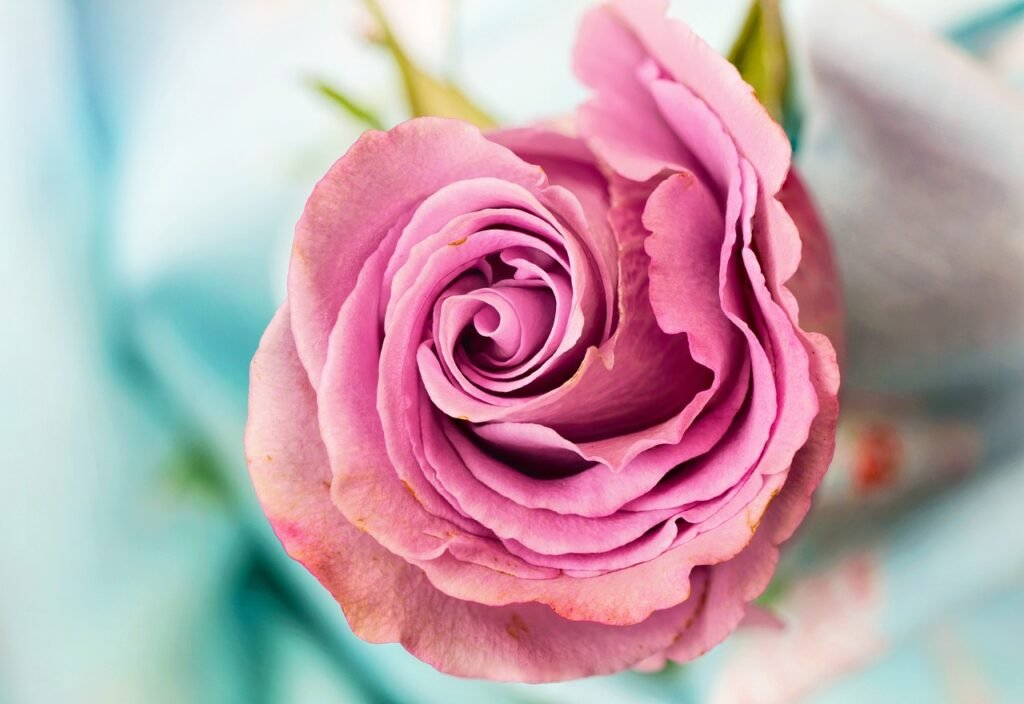 A picture of a beautiful pink rose